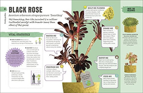 Happy Cactus - Retail Maharaj