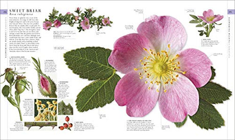 The Natural History Book: The Ultimate Visual Guide to Everything on Earth (DK Definitive Visual Encyclopedias) - Retail Maharaj