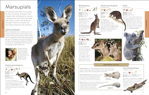 Animals: A Children's Encyclopedia - Retail Maharaj