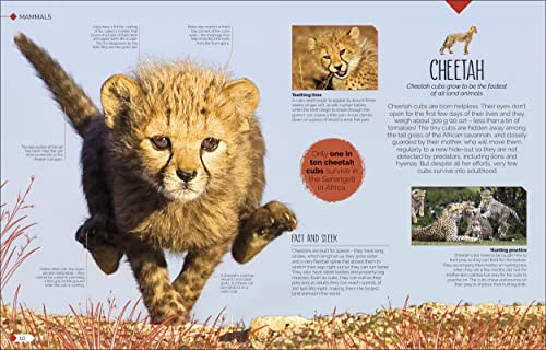 Born to be Wild: How Baby Animals Survive and Thrive - Retail Maharaj