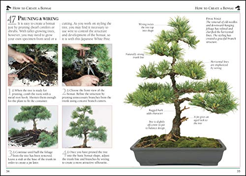 101 Essential Tips Bonsai - Retail Maharaj