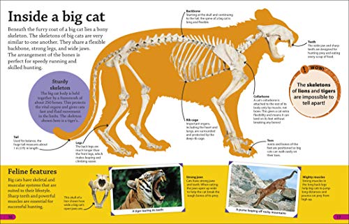 DKfindout! Big Cats - Retail Maharaj