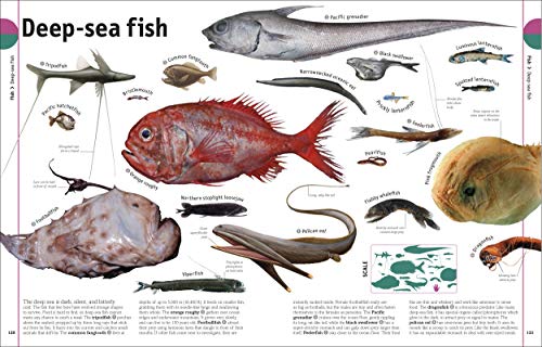 THE ANIMAL BOOK - Retail Maharaj