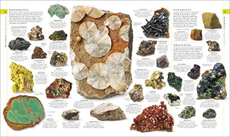 The Natural History Book: The Ultimate Visual Guide to Everything on Earth (DK Definitive Visual Encyclopedias) - Retail Maharaj