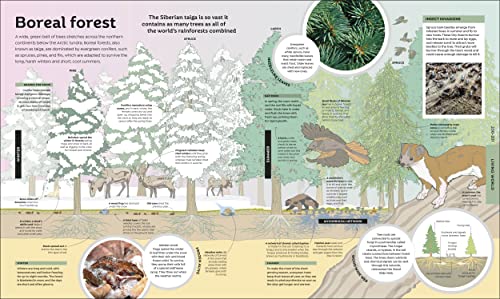 How Everything Works: From Brain Cells to Black Holes - Retail Maharaj