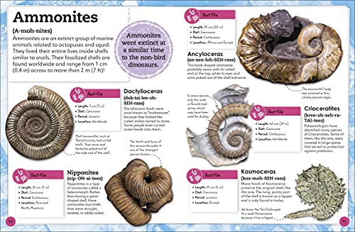 My Book of Fossils - Retail Maharaj