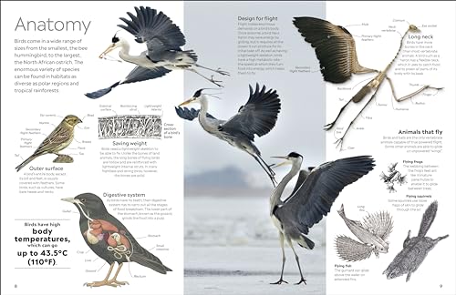 Bird (DK Eyewitness) - Retail Maharaj