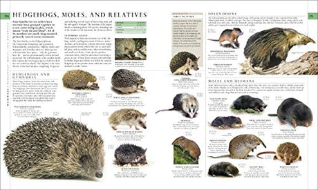 The Natural History Book: The Ultimate Visual Guide to Everything on Earth (DK Definitive Visual Encyclopedias) - Retail Maharaj