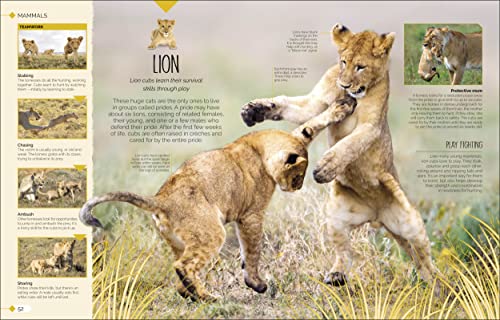 Born to be Wild: How Baby Animals Survive and Thrive - Retail Maharaj