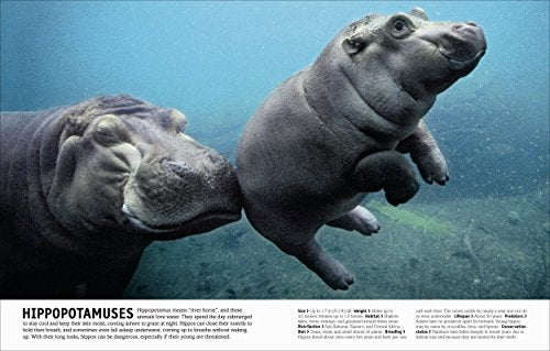 THE ANIMAL BOOK - Retail Maharaj