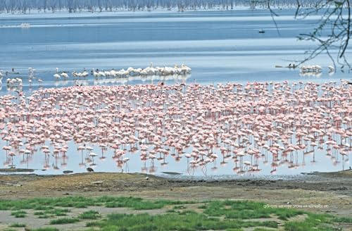 Ghure Elam Africa (Bengali Version) - Retail Maharaj