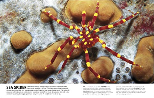 THE ANIMAL BOOK - Retail Maharaj