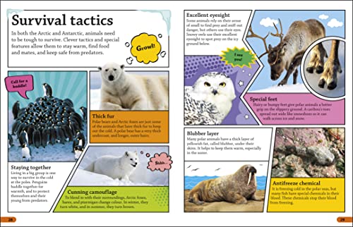 DKFindout! Arctic and Antarctic - Retail Maharaj