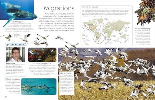 Animal - Retail Maharaj