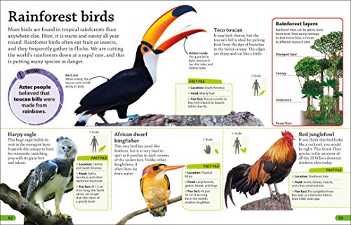 DKfindout! Birds - Retail Maharaj