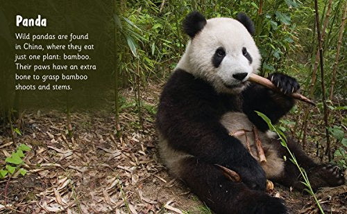 Bear Spotting: Band 05/Green (Collins Big Cat Phonics for Letters and Sounds) - Retail Maharaj