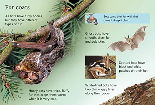 BATS - Retail Maharaj