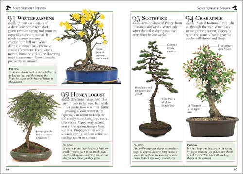 101 Essential Tips Bonsai - Retail Maharaj