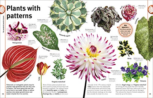 Trees, Leaves, Flowers & Seeds - Retail Maharaj