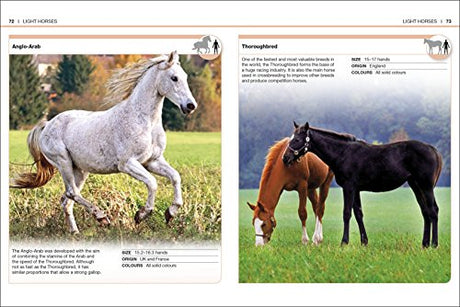 HORSES - Retail Maharaj