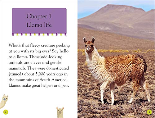 Llamas - Retail Maharaj