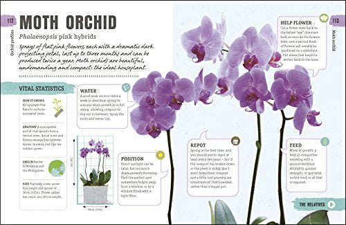 Happy Orchid - Retail Maharaj