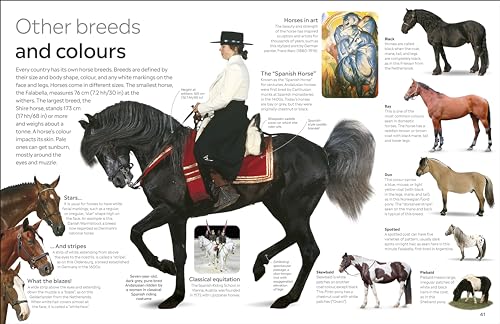 Horse - Retail Maharaj