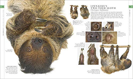 The Natural History Book: The Ultimate Visual Guide to Everything on Earth (DK Definitive Visual Encyclopedias) - Retail Maharaj