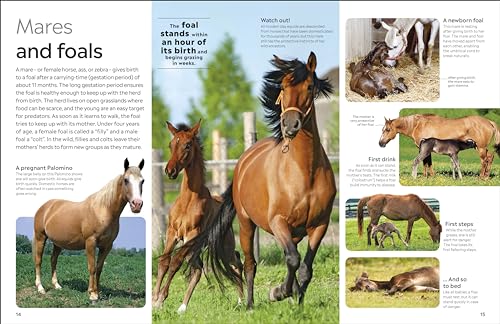 Horse - Retail Maharaj