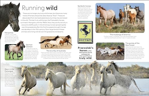 Horse - Retail Maharaj