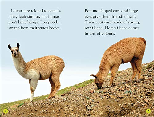 Llamas - Retail Maharaj