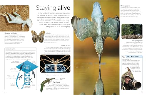 Animal - Retail Maharaj