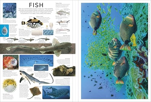 Eyewitness Encyclopedia Poster Book: More Than 30 Reversible Tear-Out Posters (DK Eyewitness) - Retail Maharaj