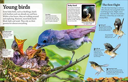 DKfindout! Birds - Retail Maharaj