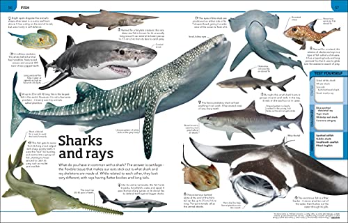 Animal Knowledge Genius!: A Quiz Encyclopedia to Boost Your Brain - Retail Maharaj