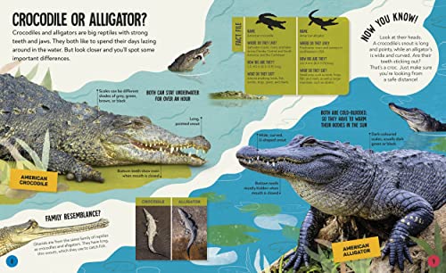 What's the Difference? Animals: Spot the difference in the animal kingdom! - Retail Maharaj