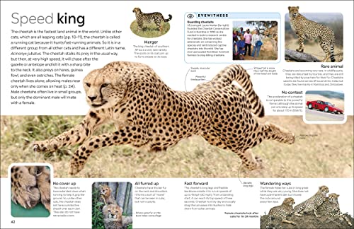 Cat (eyewitness) (DK Eyewitness) - Retail Maharaj