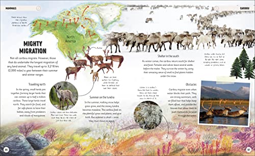 Amazing Animal Journeys: The Most Incredible Migrations in the Natural World - Retail Maharaj