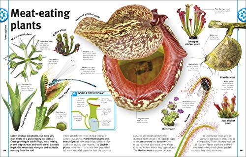 Trees, Leaves, Flowers & Seeds - Retail Maharaj
