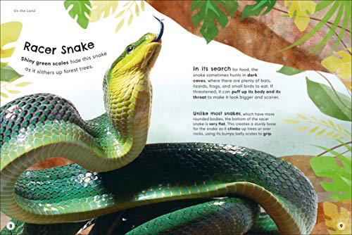 Animals Up Close: Animals as you've Never Seen them Before (DK Look Closer) - Retail Maharaj