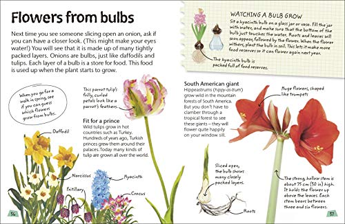 Flowers: Explore Nature with Fun Facts and Activities (Nature Explorers) - Retail Maharaj