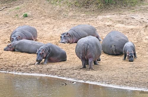 Ghure Elam Africa (Bengali Version) - Retail Maharaj