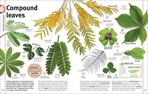 Trees, Leaves, Flowers & Seeds - Retail Maharaj