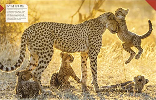 Born to be Wild: How Baby Animals Survive and Thrive - Retail Maharaj