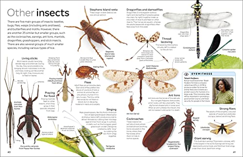 Insect - Retail Maharaj