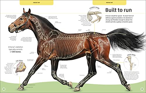 Horses & Ponies: Everything You Need to Know, From Bridles and Breeds to Jodhpurs and Jumping! - Retail Maharaj