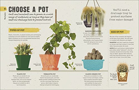 Happy Cactus - Retail Maharaj