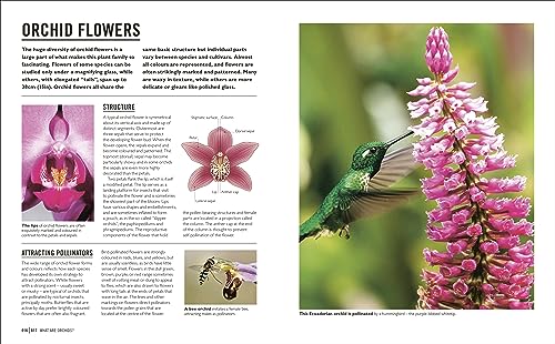 Grow Orchids: Essential Know-how and Expert Advice for Gardening Success - Retail Maharaj