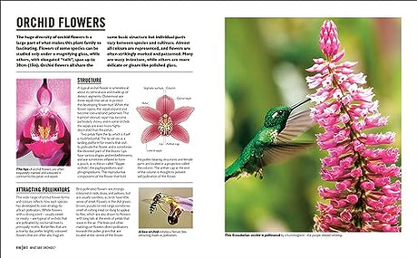 Grow Orchids: Essential Know-how and Expert Advice for Gardening Success - Retail Maharaj