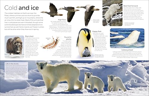 Animal - Retail Maharaj